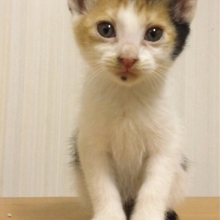 1ヶ月半・三毛ちゃん