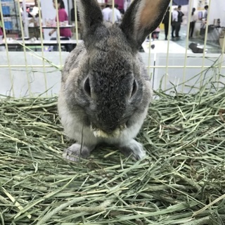 保護うさぎ　（温泉うさぎ） そうくん