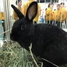 保護うさぎ　（温泉うさぎ） ねねちゃん サムネイル2