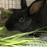 保護うさぎ　（温泉うさぎ） ねねちゃん サムネイル3