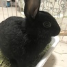 保護うさぎ　（温泉うさぎ） ねねちゃん サムネイル4