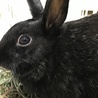 保護うさぎ　（温泉うさぎ） ねねちゃん サムネイル5