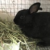 保護うさぎ　（温泉うさぎ） ねねちゃん サムネイル6