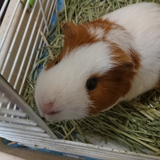 かわいいモルモット君です！