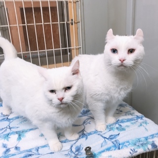 オッドアイで美しい白猫姉妹とても優しくて穏やかです