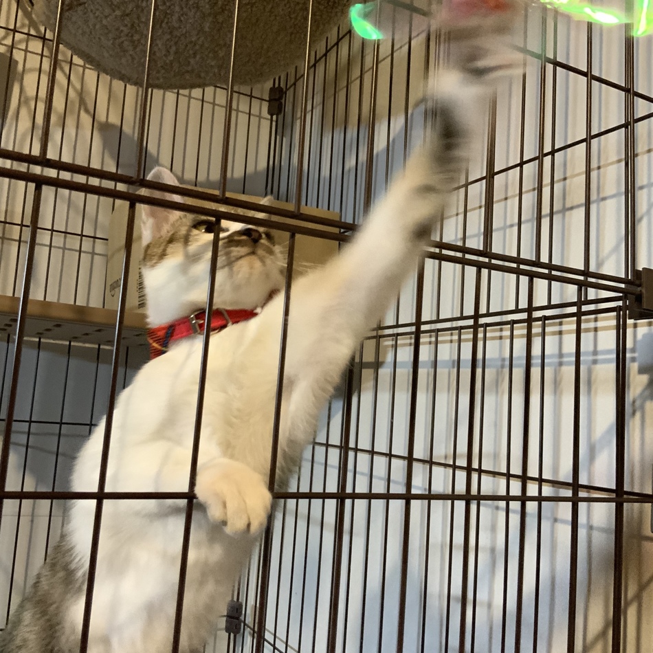 花のカバー写真