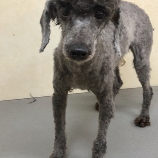 トイプードルのあかねちゃん