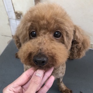 トイプードルのクレープちゃん。