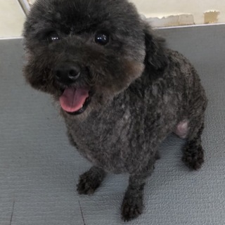 トイプードルのうずらちゃん。