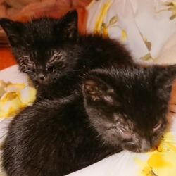 保護した時の写真