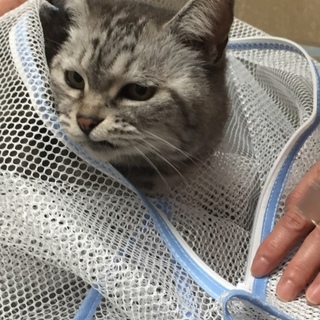 シニア人とシニア猫一緒にハッピーになりませんか？