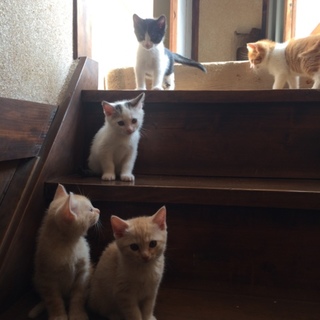 生後1ヵ月半 里親募集！4匹