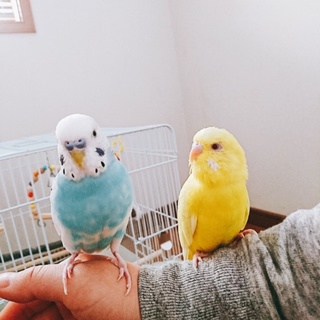 セキセイインコの里親さんを募集しています。