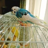 セキセイインコの里親さんを募集しています。 サムネイル4