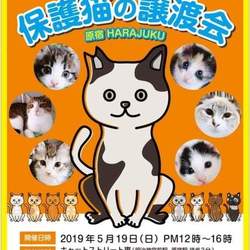 保護猫の譲渡会　原宿