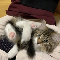 サラ