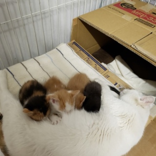 《里親さま決定しました》子猫の里親募集