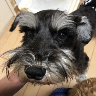 ビビリだけど人懐っこくて、とても元気な男の子♪