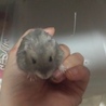 ハムスター里親募集 サムネイル3