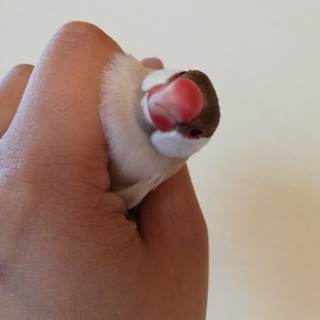 シナモン文鳥　♂　10ヶ月