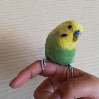 セキセイペアとその息子