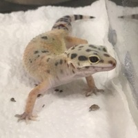 オクタヴィア