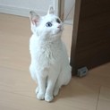 甘えん坊＆元気な白猫の女の子です。