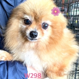 個体番号：W２９８　可愛い小さなポメラニアン