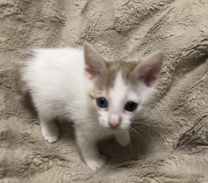 茶トラ白2ヶ月目の色が違 神奈川県 猫の里親募集 ペットのおうち 月間利用者150万人