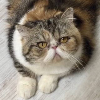 魅惑のダイナマイトボディ笑★代理投稿★