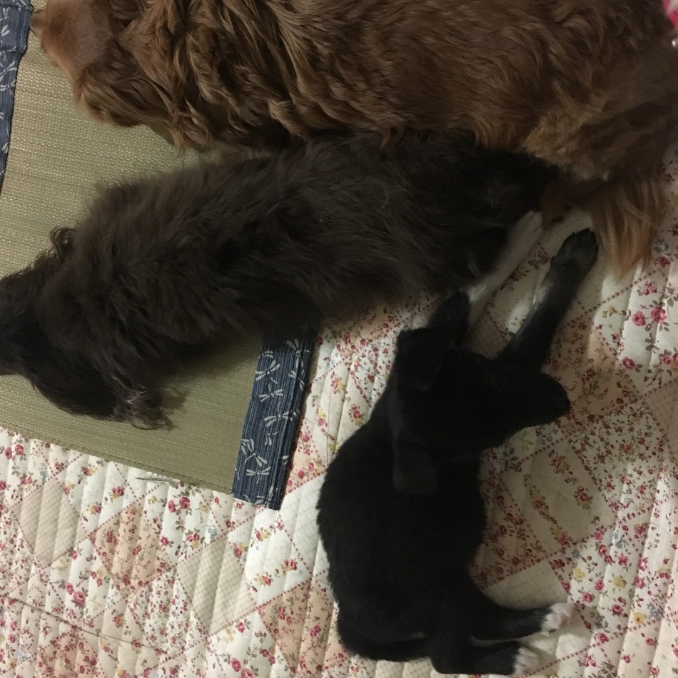 エンジェルのカバー写真