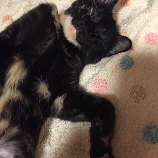 人懐こいサビ柄の女の子♪ピアノちゃん
