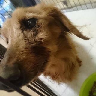 【感謝】繋がります！飼主がいたであろう老犬♂