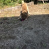 歯が痒いみたい