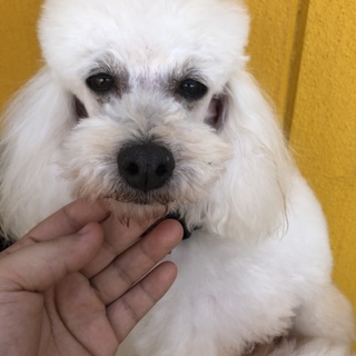 トイプードルのおでんちゃん。