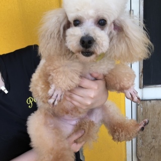 トイプードルのダイアナちゃん。