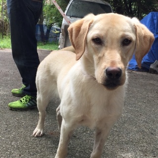 ちょっぴりアイーンの僕はラスティ、まだ1歳だよ❤️