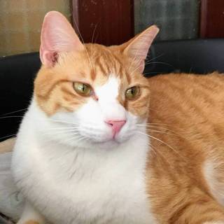 【パックン】募集を終了しました