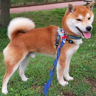 天真爛漫明るく元気な柴犬じゃが丸