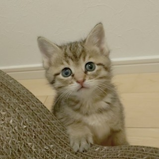 ふわふわ可愛い さくらちゃん