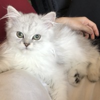 シビル
