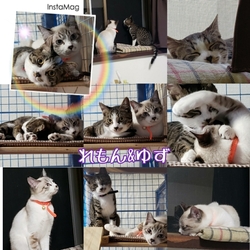保護猫の譲渡会