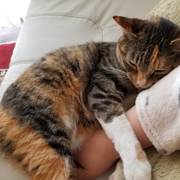 仕事に行かニャイで～