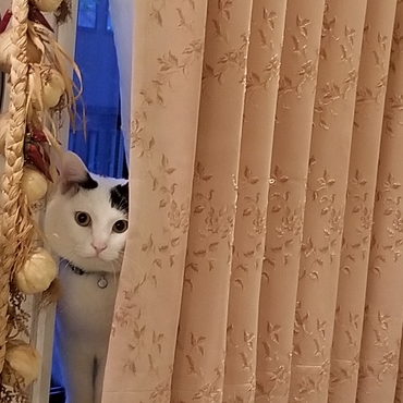 はい！ひょっこりはん