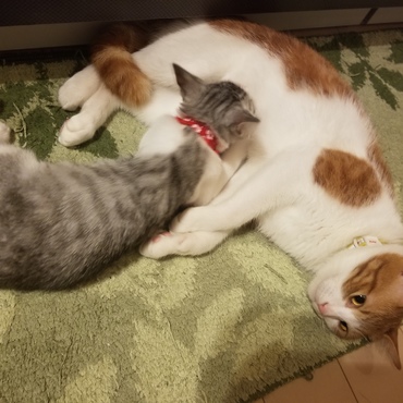 ゴメン。何も出ないよ…(オスだからな)