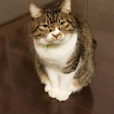 ご飯はまだですか？