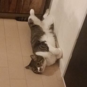 冷蔵庫って涼しいわ～