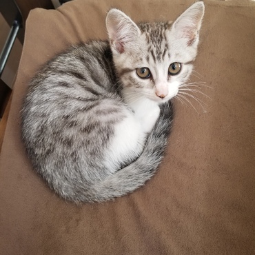 アンモニャイト