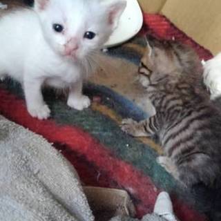 緊急里親募集中！！