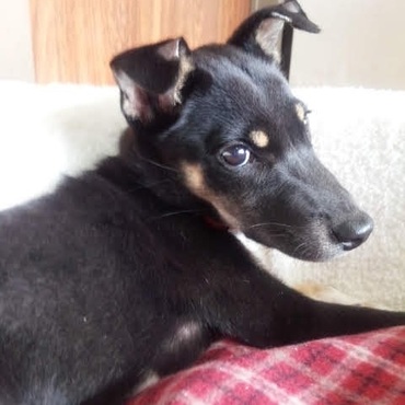 もか…お願い！！ミルクティーの色をしたにゃんちゃんがもし、道に迷ってたら、コタロウ君☆こっちだよ！って導いてあげてね☆